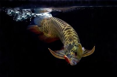 龍魚 野生：關(guān)于龍魚的一些詳細(xì)信息