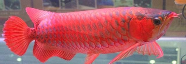 10厘米小紅龍魚魚苗價格：10厘米小紅龍魚魚苗價格搜索結(jié)果15小紅龍魚苗價格