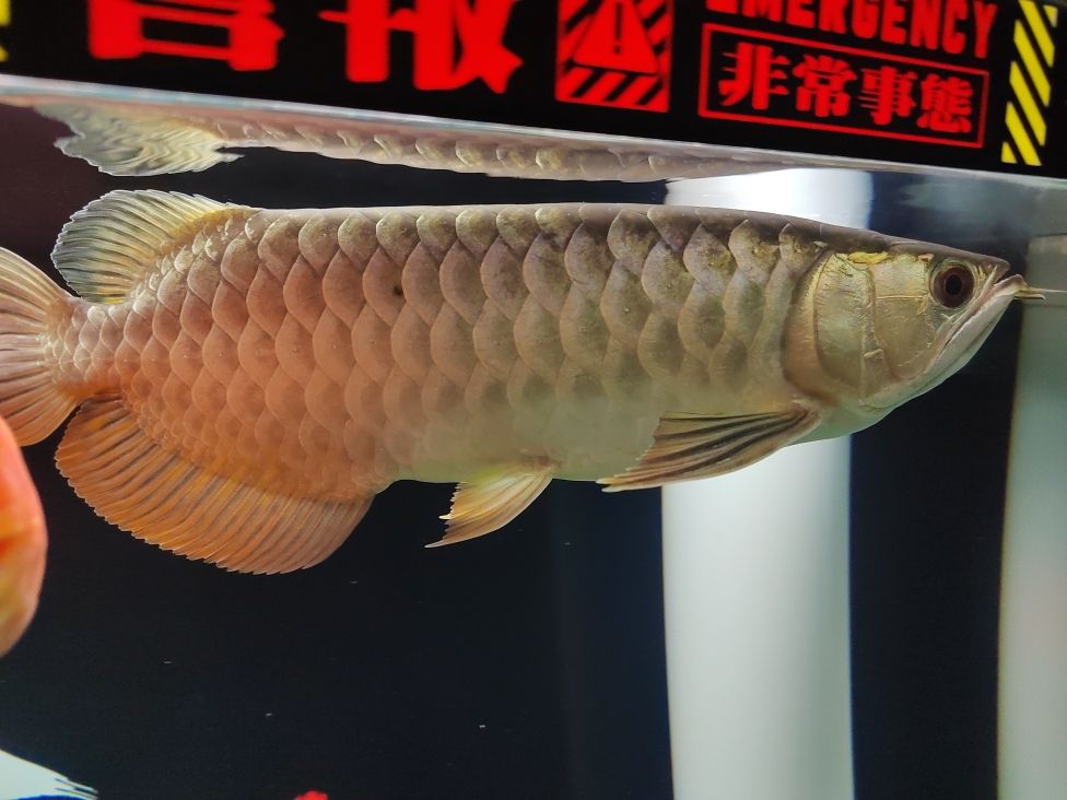 請教各位大神：第一次養(yǎng)龍魚 觀賞魚論壇 第1張