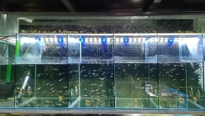 金龍魚能和地圖混養(yǎng)嗎：金龍魚和地圖魚可以混養(yǎng)嗎