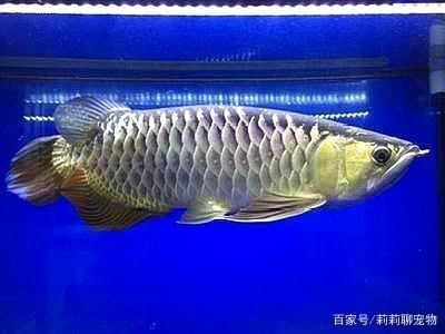 金龍魚過(guò)背和高背哪個(gè)好看一點(diǎn)：過(guò)背金龍魚和高背金龍魚哪個(gè)好看取決于個(gè)人喜好和養(yǎng)殖條件