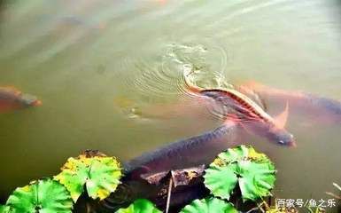 龍魚浮水面下沉困難的原因：龍魚浮水面下沉困難是由多種原因引起的，主人應(yīng)做好“困水”措施