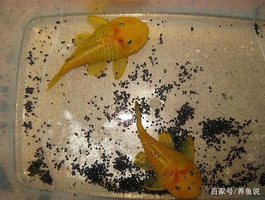 龍魚總在缸的一角不愛游動(dòng)是為什么：龍魚不愛游動(dòng)是為什么 龍魚百科 第1張