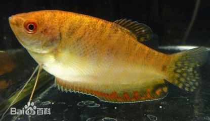 龍魚(yú)微微張口是缺氧嗎：龍魚(yú)微微張口是缺氧嗎龍魚(yú)微微張口是缺氧嗎 龍魚(yú)百科 第3張