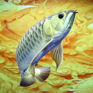 古典藍(lán)底金龍魚價格多少錢一包：古典藍(lán)底金龍魚價格多少錢一包古典藍(lán)底金龍魚價格多少錢一包 龍魚百科 第2張