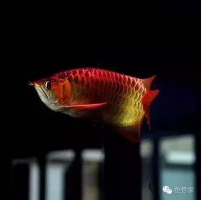 龍魚一個(gè)月不喂食會(huì)怎么樣：龍魚一個(gè)月不吃東西會(huì)怎么樣 龍魚百科 第2張