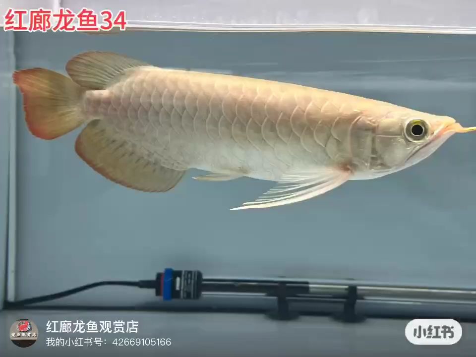 大湖龍魚：25cm左右騰缸出,_阿銀評(píng)論：體型不錯(cuò) 觀賞魚論壇