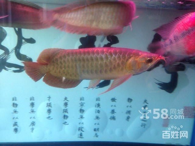 純種紅龍魚半年發(fā)色變化：紅龍魚發(fā)色過程