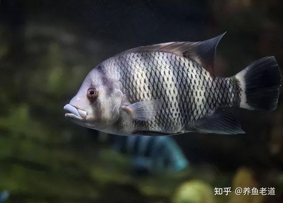 龍魚(yú)會(huì)吃同類(lèi)嗎為什么：龍魚(yú)會(huì)吃同類(lèi)嗎？