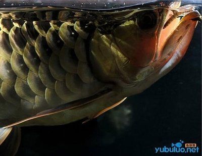 龍魚(yú)狀態(tài)好,不怎么吃食怎么辦呢：龍魚(yú)不怎么吃食怎么辦