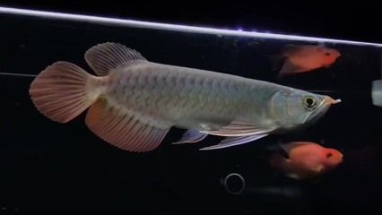 小紅龍魚不吃飼料怎么辦呀：小紅龍魚不吃飼料怎么辦