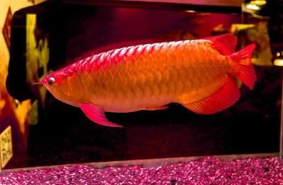 十大紅龍魚(yú)品牌排行榜：2024年十大紅龍魚(yú)品牌排行榜 龍魚(yú)百科 第3張