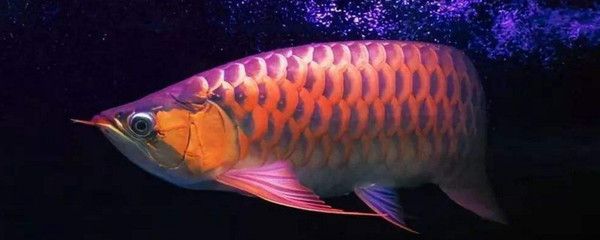 龍魚(yú)上色用什么燈比較好：如何選擇適合龍魚(yú)上色的燈 龍魚(yú)百科 第2張