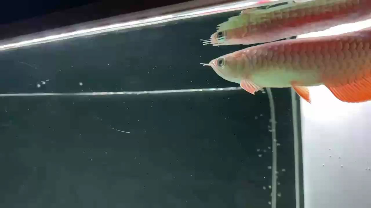 小龍日記：劉姥姥焚稿斷情評論：日常喂食飼料和餌料嗎 觀賞魚論壇