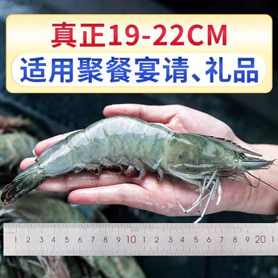 龍魚喂青蝦還是白蝦：探討龍魚喂食青蝦還是白蝦，龍魚喂青蝦還是白蝦的問題 龍魚百科 第1張