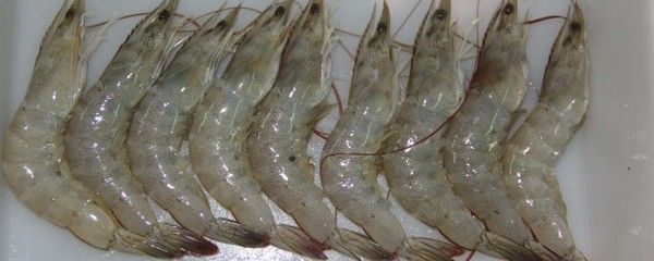 龍魚喂青蝦還是白蝦：探討龍魚喂食青蝦還是白蝦，龍魚喂青蝦還是白蝦的問題 龍魚百科 第3張