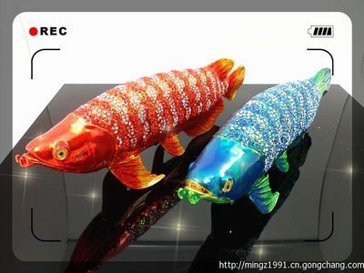 大的金龍魚：金龍魚是一種受歡迎的觀賞魚 龍魚百科 第2張