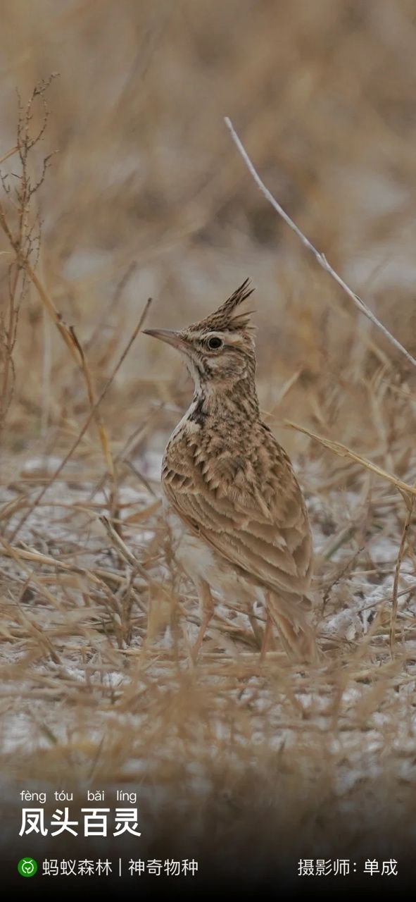 鳥兒：鳥兒鳥兒鳥兒 觀賞魚論壇