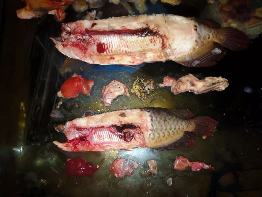 泥鰍喂龍魚需要去內(nèi)臟嗎：喂食泥鰍給龍魚需要內(nèi)臟嗎，泥鰍喂龍魚需要去內(nèi)臟嗎 龍魚百科 第1張