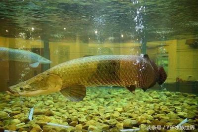 龍魚(yú)最高能適應(yīng)多少溫度水溫養(yǎng)：龍魚(yú)的最高適應(yīng)溫度范圍是多少？