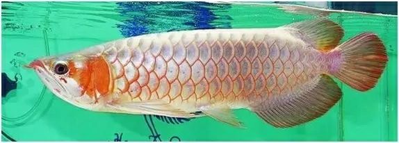 龍魚背露出水面：龍魚為什么會(huì)露出水面？ 龍魚百科 第3張