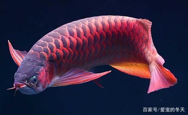 怎樣挑選龍魚(yú)：如何挑選龍魚(yú)