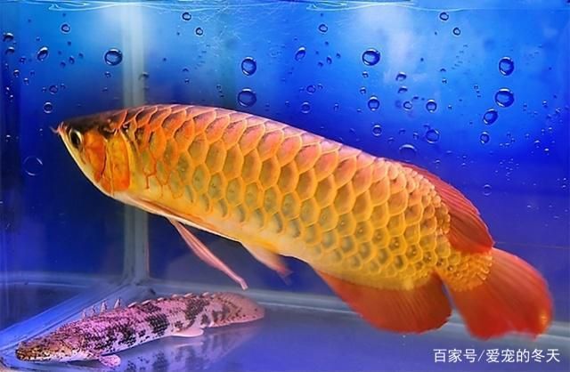 怎樣挑選龍魚(yú)：如何挑選龍魚(yú)