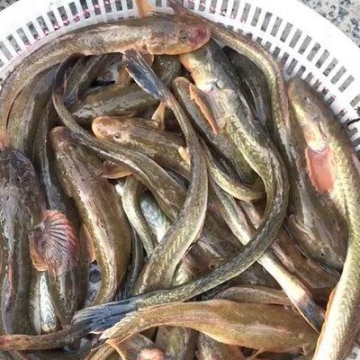 小龍魚能吃泥鰍嗎：小龍魚可以吃泥鰍嗎