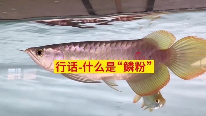 金龍魚增色鱗粉：金龍魚增色鱗粉是一種針對金魚的專業(yè)級飼料的主要成分