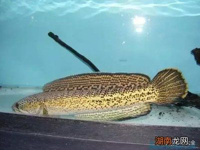 小型雷龍魚品種總匯圖：小型雷龍魚品種總匯圖和介紹 龍魚百科 第2張