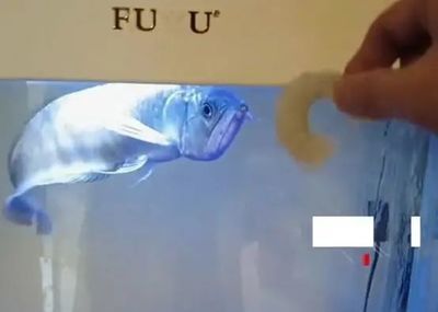 龍魚(yú)撞破魚(yú)缸怎么處理：如果龍魚(yú)因?yàn)槭艿襟@嚇而撞破魚(yú)缸，龍魚(yú)撞破魚(yú)缸怎么處理 龍魚(yú)百科