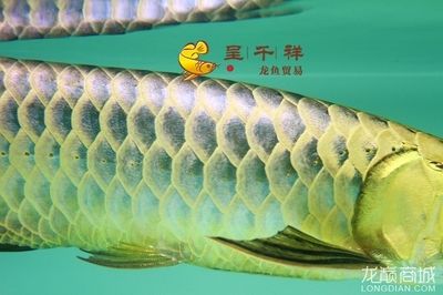 祥龍漁場的龍魚怎樣繁殖：祥龍漁場的龍魚繁殖方式 龍魚百科 第1張