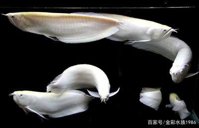 白色龍魚(yú)多少錢(qián)最高成交價(jià)：白色龍魚(yú)多少錢(qián)一尾 龍魚(yú)百科 第3張