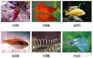 常見熱帶小型觀賞魚種類：常見熱帶小型觀賞魚種類介紹 龍魚百科 第1張