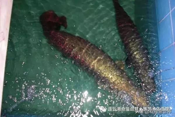 龍魚頭長(zhǎng)泡用什么藥：龍魚頭長(zhǎng)泡怎么辦 龍魚百科