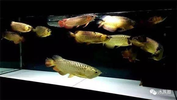 龍魚飼養(yǎng)環(huán)境要求標準：龍魚的飼養(yǎng)方法 龍魚百科 第3張