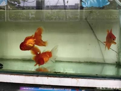 龍魚飼養(yǎng)環(huán)境要求標準：龍魚的飼養(yǎng)方法 龍魚百科 第2張