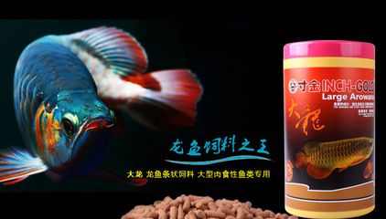 龍魚和七星刀哪個好養(yǎng)活：七星刀魚和龍魚哪個好養(yǎng)活