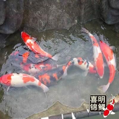 龍魚和龍鳳鯉能混養(yǎng)嗎：龍魚和龍鳳鯉是否能混養(yǎng)取決于多種因素，龍鳳鯉能混養(yǎng)嗎