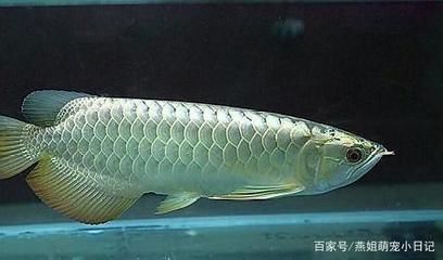 龍魚(yú)翻鰓的原因：飼養(yǎng)龍魚(yú)時(shí)需要注意這些因素 龍魚(yú)百科