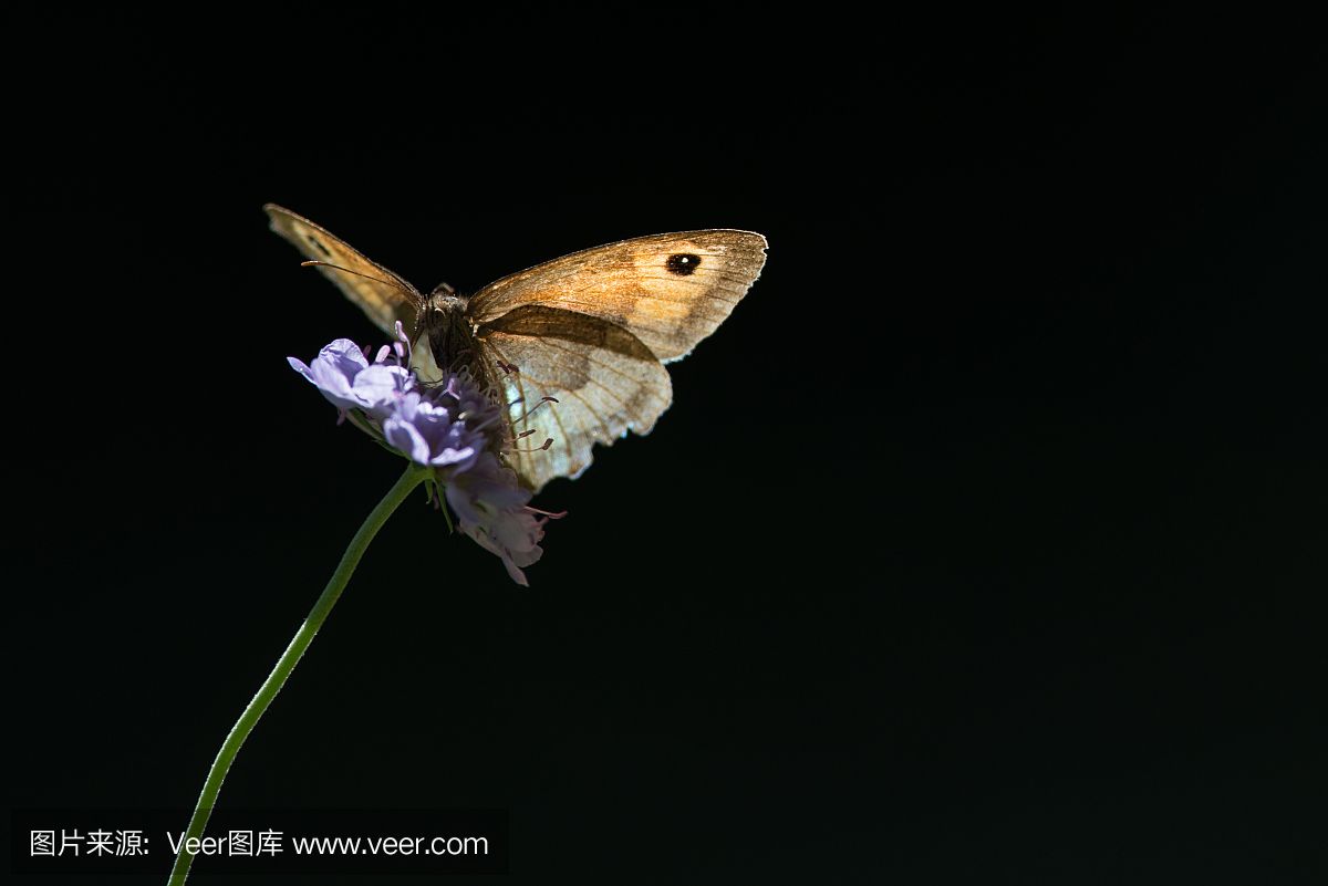 黑色火龍魚(yú)：黑色火龍魚(yú)是什么？ 龍魚(yú)百科 第1張