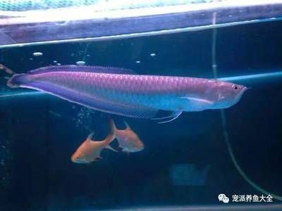 黑帶龍魚：黑帶龍魚的體型與飼養(yǎng)過程中需要注意一些養(yǎng)殖細(xì)節(jié)