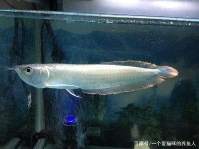 黑帶龍魚：黑帶龍魚的體型與飼養(yǎng)過程中需要注意一些養(yǎng)殖細節(jié)