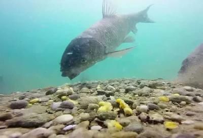 龍魚(yú)嘴巴總是不停的一張一合的怎么辦：龍魚(yú)嘴巴不停一張一合可能是由以下幾個(gè)原因造成的