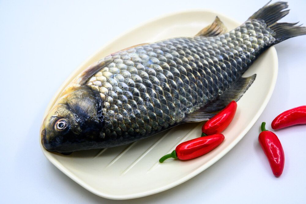 龍魚(yú)吃熟食：龍魚(yú)可以吃熟食嗎？