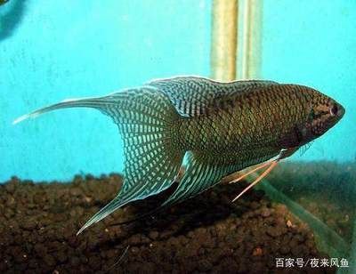 白玉金龍魚寓意什么生肖：白玉金龍魚的寓意和象征 龍魚百科 第2張