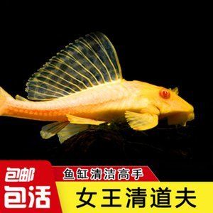 金龍魚和清道夫能一起養(yǎng)嗎：金龍魚和清道夫可以一起養(yǎng)嗎，金龍魚和清道夫能一起養(yǎng)嗎