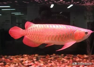 龍魚側(cè)游什么樣子好看：龍魚游姿的標(biāo)準(zhǔn) 龍魚百科 第3張