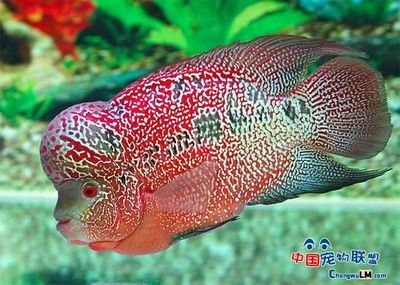 號半龍魚：號半龍魚是一種在印尼加里曼丹東部的班扎爾馬新生產(chǎn)的龍魚