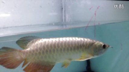 龍魚頓頭好,還是炮彈頭好：龍魚的頓頭和炮彈頭各有其優(yōu)缺點(diǎn) 龍魚百科 第2張